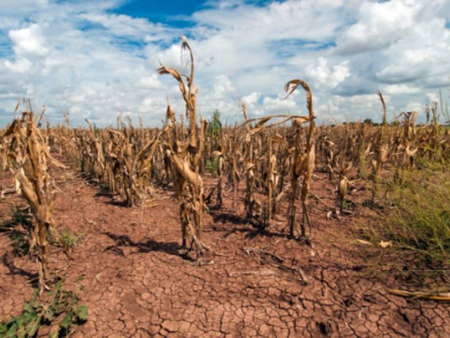 El Niño Lands on a System Already Collapsing
