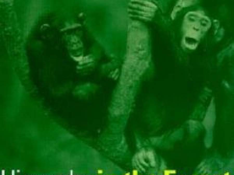 Hierarchy in the Forest 