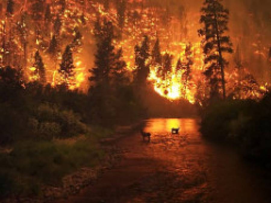 Wildfires
