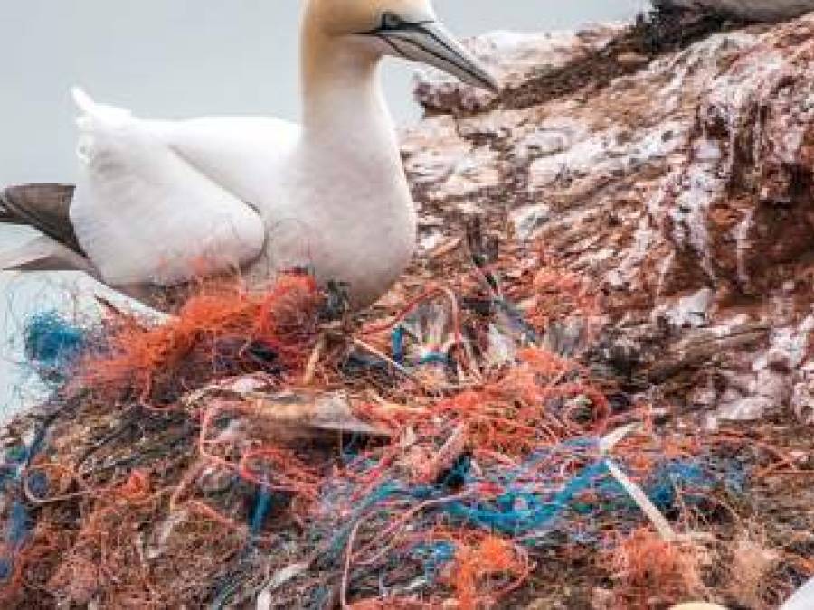 Murder of the Oceans